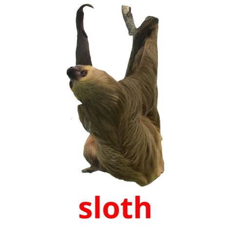 sloth in tagalog|How to say sloth in Filipino .